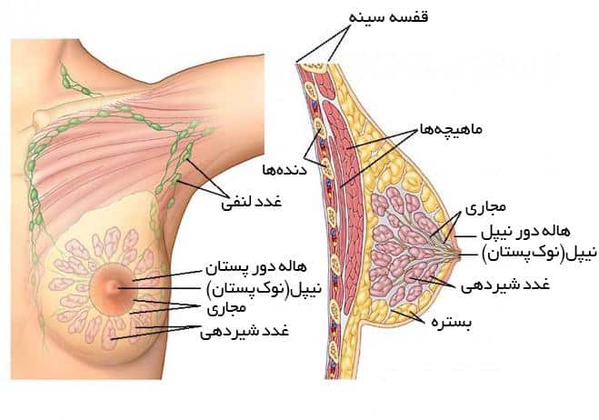 سامانه هوشمند کمک‌تشخیصی سرطان پستان